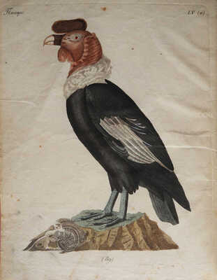 Детский музеум, или Собрание изображений животных, растений, цветов ... [В 26 ч.]. Ч. 16. СПб., 1824.